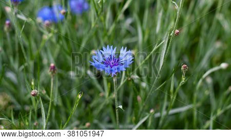 Blue Cornflower Flower On A Green Field In Russia. Summer Landscape In Nature With Blue Cyanus Field