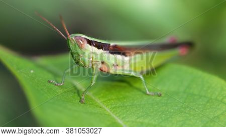 green grasshopper resting on a leaf, macro photo of this strong insect capable of jumping a long distance from a leaf to another. sometimes a pest for the fields, wildlife of Koh Tao, Thailand