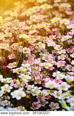 White Pink Flowers Of Blooming Saxifrage Moss In Spring Garden. Floral Background With Flare
