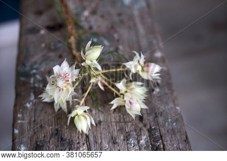 Protea Blushing Bride Flowers On The Wooden Bench. Serruria Florida Is A Species Of Flowering Plant 