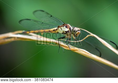 A Female Slate Skimmer Perches On A Twig And It Seems As If She's Smiling. Apex, North Carolina.