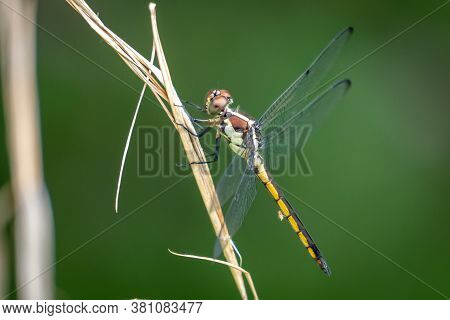 A Female Slate Skimmer Perches On A Twig. Apex, North Carolina.
