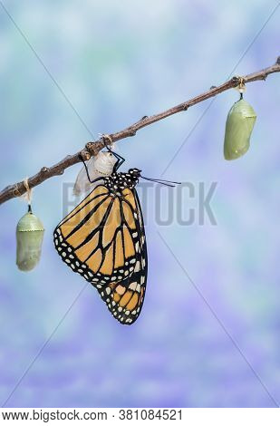 Monarch Butterfly Drying Wings Next To Two Chrysalides Blue Background Portrait