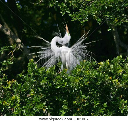 Great White Egret