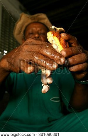 Ilheus, Bahia / Brazil - November 21, 2011: Employee Of A Cocoa Plantation Farm Is Seen During Harve