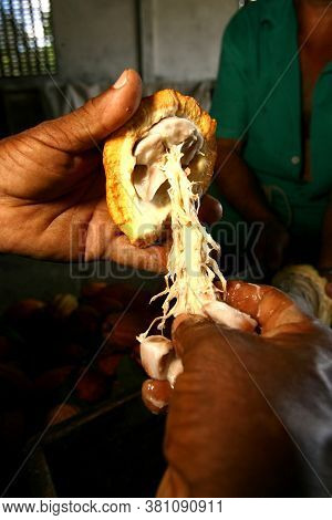 Ilheus, Bahia / Brazil - November 21, 2011: Employee Of A Cocoa Plantation Farm Is Seen During Harve