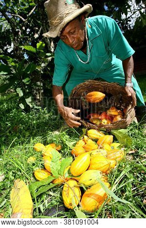 Ilheus, Bahia / Brazil - November 21, 2011: Employee Of A Cocoa Plantation Farm Is Seen During Harve