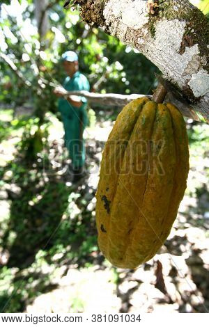 Ilheus, Bahia / Brazil - November 21, 2011: Employee Of A Cocoa Plantation Farm Is Seen During Harve