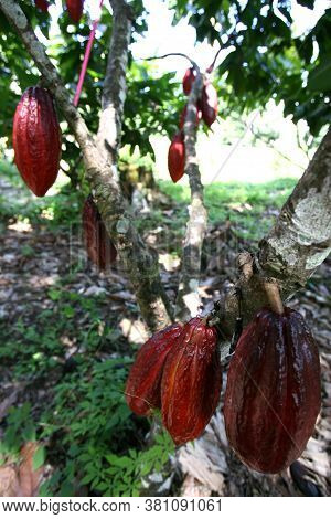 Ilheus, Bahia / Brazil - November 21, 2011: Cocoa Plantation On A Chocolate Production Farm In The C