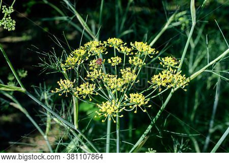 Close Up Of Many Green Flowers Of Anise Plant, Also Known As Aniseed Or Anix In A Herbs Garden In A 
