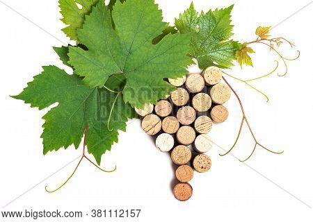 Fresh Branch Of Grape Wine Corc Berries On White Background