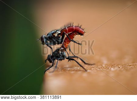 A Close Up Of Two Mating Flies.