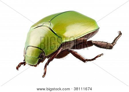 Grøn Beetle arter Anomala Dimidiata
