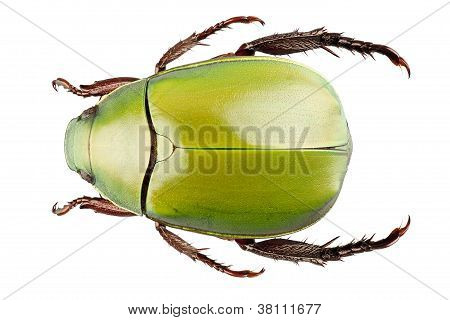 Grøn Beetle arter Anomala Dimidiata