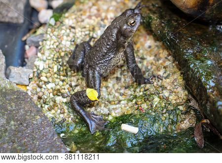 A Common Toad Bufo Bufo On The Edge Of A Pond.