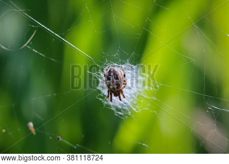 Macro Of A Garden Spider In The Web