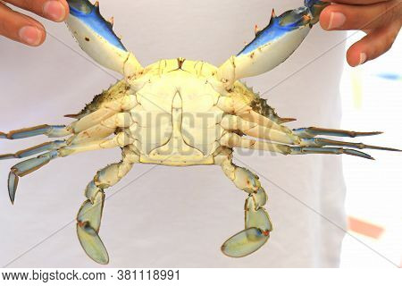 Woman Holds A Large Blue Crab Callinectes Sapidus With Big Claws. Crab Fishing, Gourmet Seafood Deli