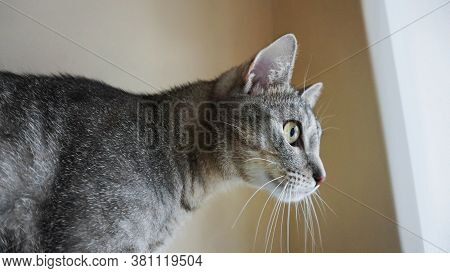 Cat Looking Through The Window, Cat Close Up, Portrait Of Young Kitten