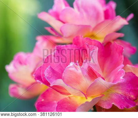 Botanical Concept, Invitation Card - Soft Focus, Abstract Floral Background, Pink Yellow Rose Flower