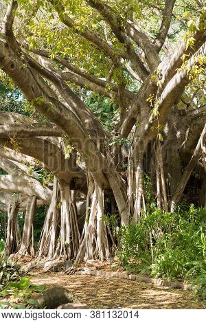 Giant Ficus Virens Or White Fig Tree In Flower With Numerous Aerial Roots, Fruit Is Edible, In Queen