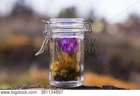 Flasks With Medicinal Fresh Herbs (selective Focus)