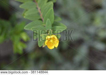 St Johns-wort Hidcote - Latin Name - Hypericum X Hidcoteense Hidcote
