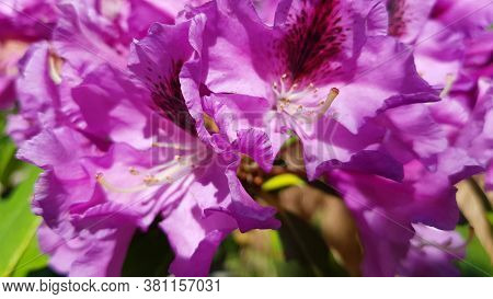 Catawba Rhododendron Cultivar (rhododendron Catawbiense) In Park