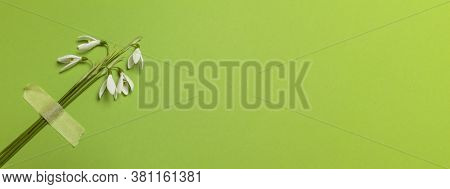 Spring Snowdrop Flowers Are Glued With Tape On A Green Background. Romantic And Tender Congratulatio