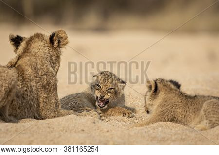 Baby Lion Snarling At His Brothers While Lying In Sandy Riverbed In Warm Afternoon Light In Kruger P