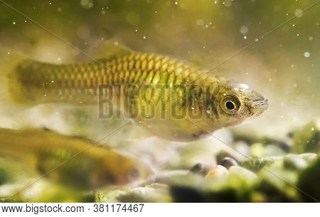 Female Guppy Endler In Freshwater Aquarium. Poecilia Reticulata.