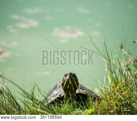 The European Pond Turtle (emys Orbicularis)through Green Grass, In A Park. Turtle Getting Off The Wa