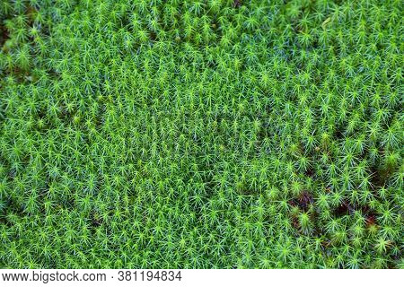Floral Background In Norway. Green Plant Texture. Common Haircap (polytrichum Commune) Moss Backgrou