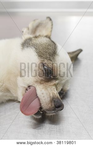 Closeup Face af Chihuahua