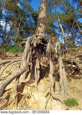 Pine Tree With Huge Roots In The Forest. Pine Root Growing Above The Ground. Tree Of Pine With Big R