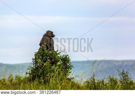 Baboon, or yellow baboon, in the grassy savannah. Kenya. Safari - tour to the Masai Mara. Wild animals in natural habitat. The concept of active, ecological, exotic, extreme and photo tourism  