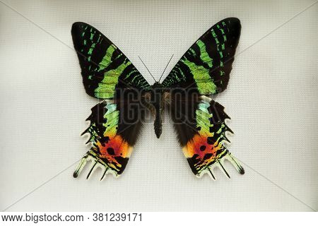 Beautiful Urania Ripheus Butterfly On White Background