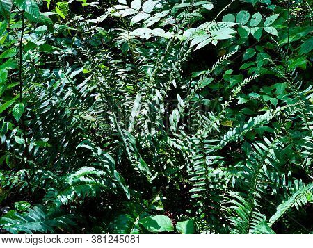 Fern Growing In The Wild With Other Greenery