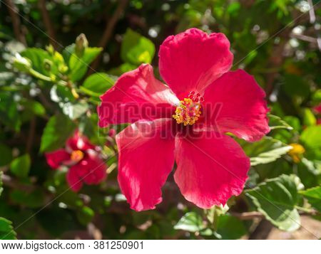 Plant With Red Flower Called Hibiscus Or Hibisco