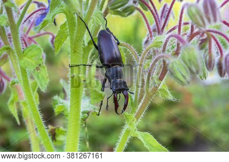 Close-up Photo Of Big Female Stag-beetle On The Flowers.
