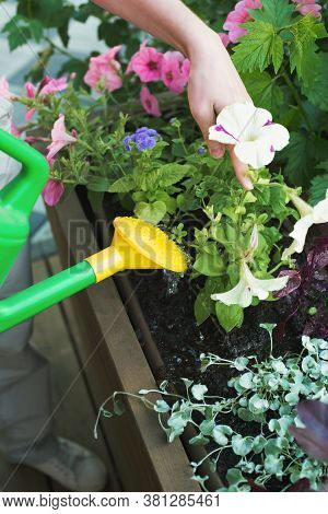Young Caucasian Woman Gardener Planting Flowers In Wooden Container Pot Outside, Outdoors Planting L