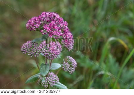 Hylotelephium Triphyllum Flower Or Sedum Stonecrop In Nature