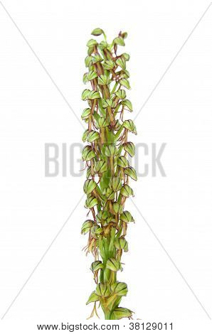Mann Orchidee Aceras anthropophora
