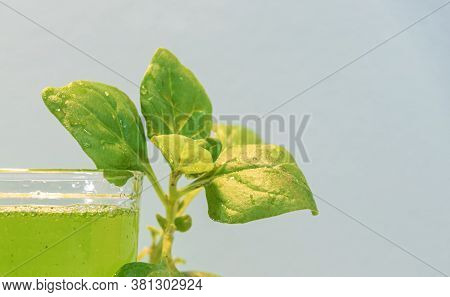 Spinach Detox Juice ((spinacia Oleracea) On Blue Background