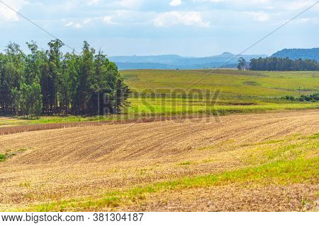 Soybean Cultivation Fields In Southern Brazil After Summer Harvest