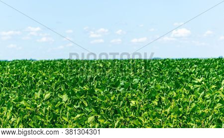 Soybean Crop Under Grain Filling Stage And Blue Sky In The Background