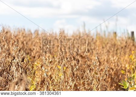 Soybean Crop In The Final Stage Of Maturation Ready For Harvesting Grains