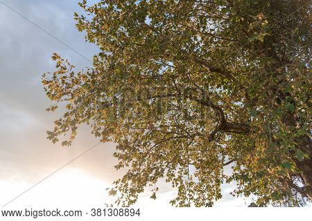 Silhouette Of Maple Leaves (platanus Hispanica) In Contrast To The Sunset In Southern Brazil