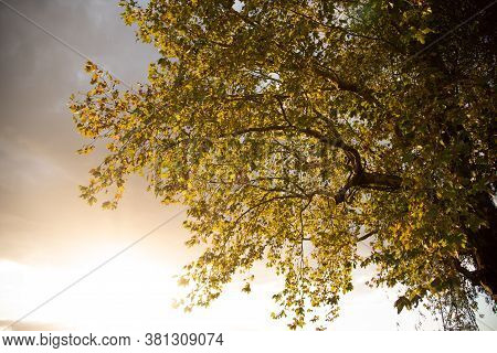 Maple Leaves. The Plantains Are Trees Of The Genus Platanus, Of The Family Platanaceae, Which Are Na