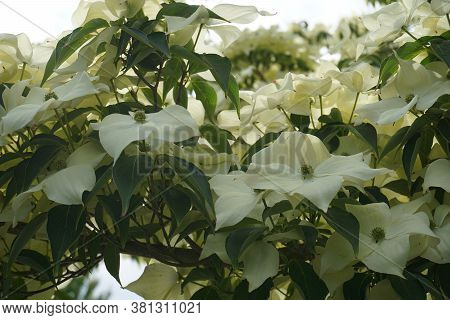 Showy And Bright Flowering Dogwood Tree With Biscuit-shaped Flowers Close Up.