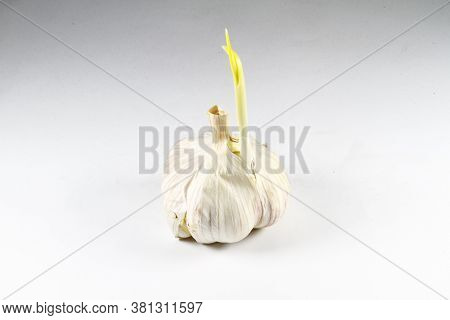 Garlic Is A Species In The Onion Genus, Allium. Its Close Relatives Include The Onion, Shallot, Leek